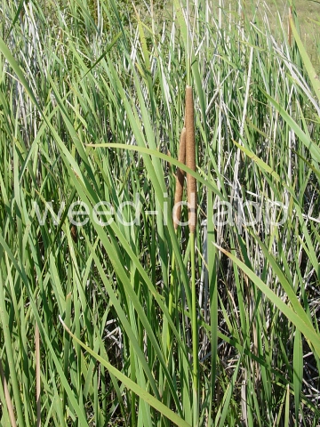 cattail, narrowleaf